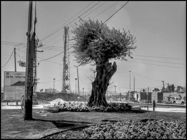 Banlieue Sud Cesare